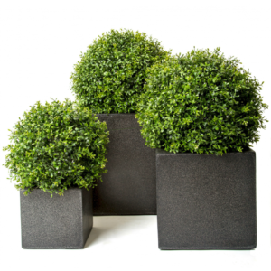 buxus-3