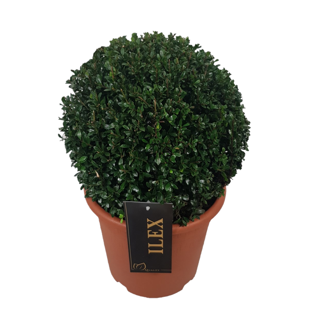 ilex-cr-convexa-bol-70-ad-bouman-tuinplanten