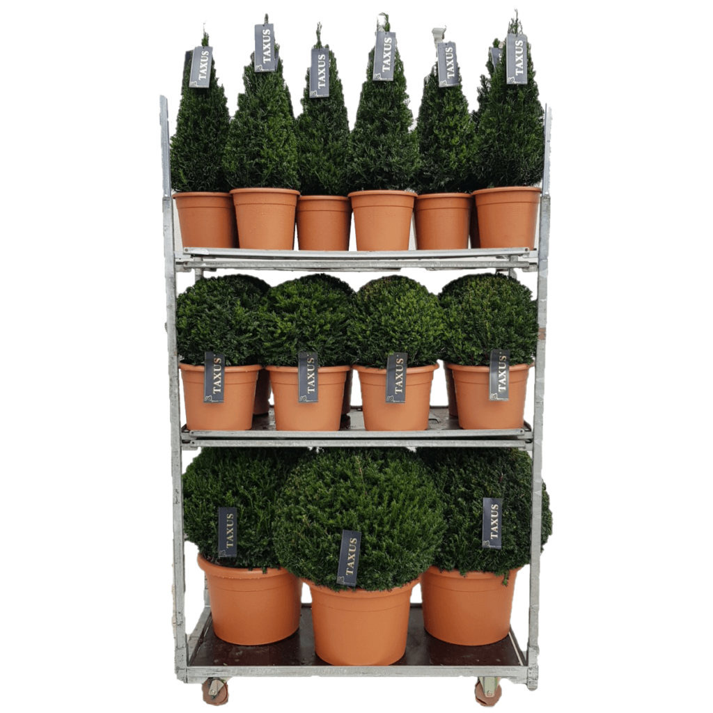 taxus mix cc 5